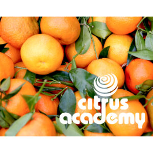 Citrus Harvesting
