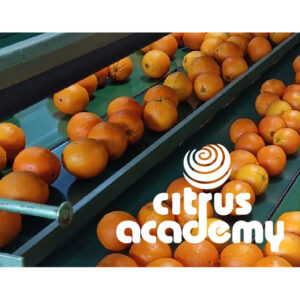 Citrus Production Packhouse Process Flow